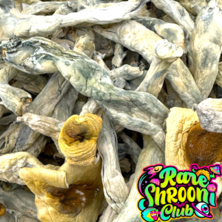 🚀Astro Exotic Mushrooms 🍄 ALBINO PENIS ENVY (3.5g) 🍄